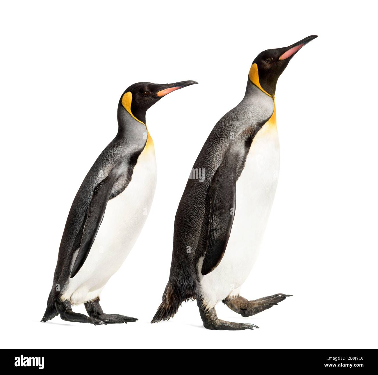 Vue latérale d'une marche avec un très grand pingouin, isolée sur le blanc Banque D'Images