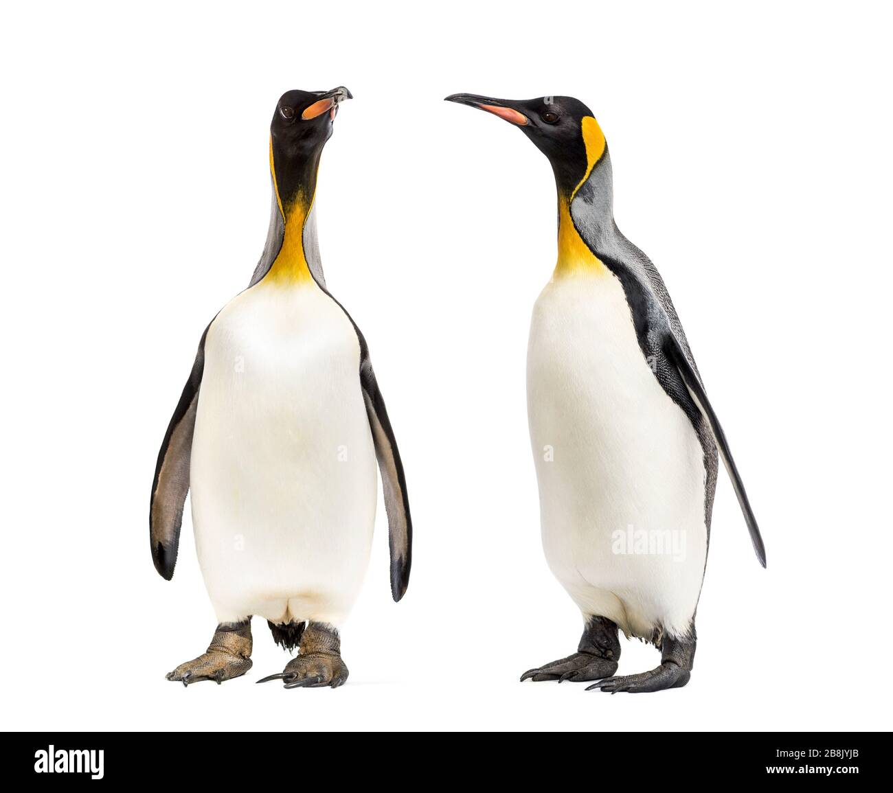 Deux pingouins King se regardant l'un l'autre, isolés Banque D'Images