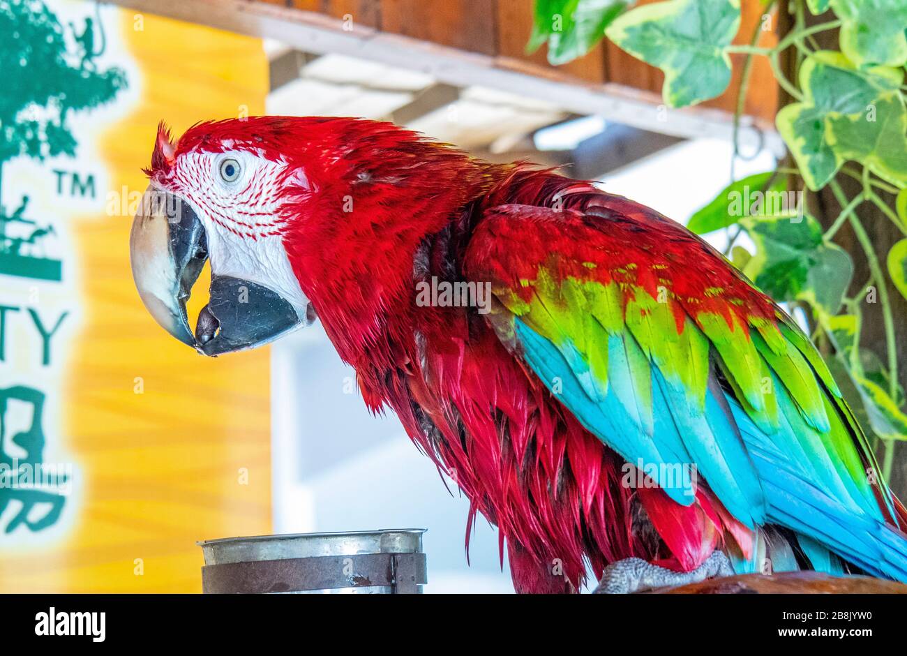 Macaw à ailes vertes ou macaw rouge et verte (sont chloropterus) en captivité au KL Tower Mini Zoo, Kuala Lumpur, Malaisie. Banque D'Images