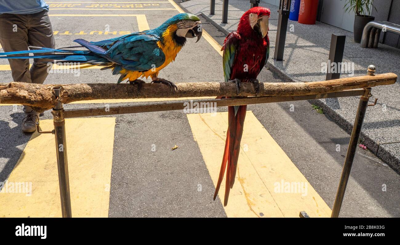 Macaw à ailes vertes et macaw bleu et jaune en captivité au zoo KL Tower Mini, Kuala Lumpur, Malaisie. Banque D'Images