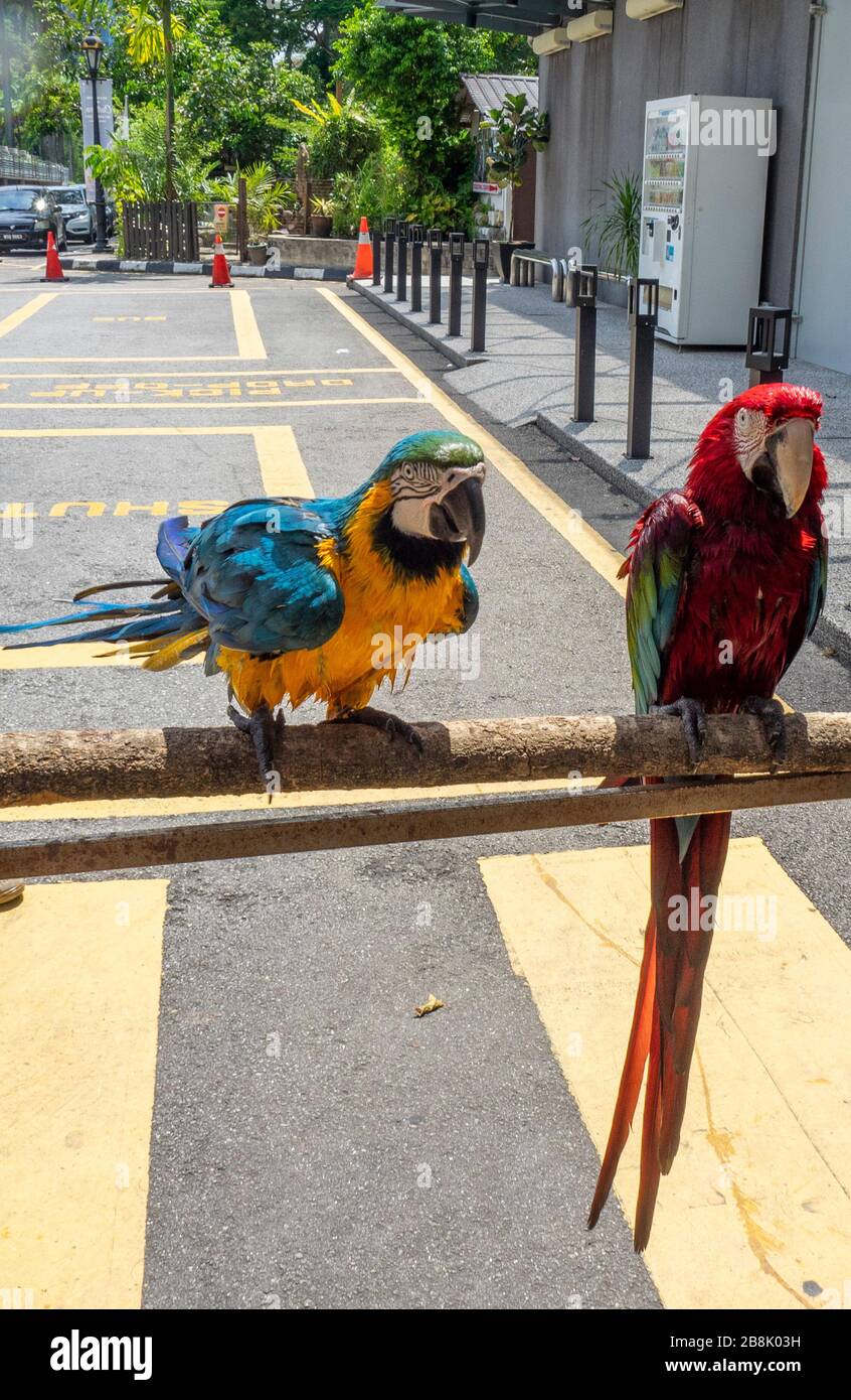 Macaw à ailes vertes et macaw bleu et jaune en captivité au zoo KL Tower Mini, Kuala Lumpur, Malaisie. Banque D'Images