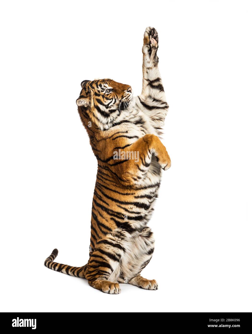 Tigre Male Sur Pattes Arriere Grand Chat Isole Sur Blanc Photo Stock Alamy Tigre Male Sur Pattes Arriere Grand Chat Isole Sur Blanc Photo Stock Alamy