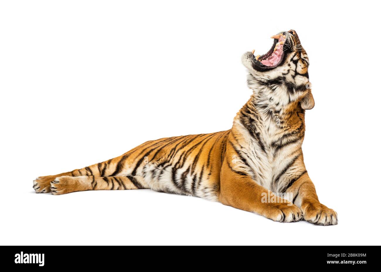 Tigre allongé et bâillant, grand chat, isolé sur blanc Banque D'Images