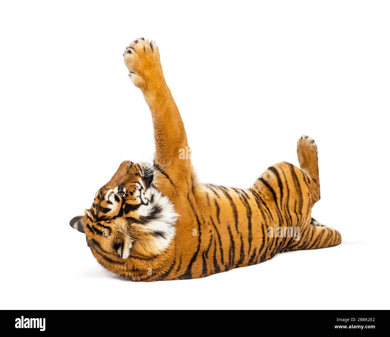 Tigre allongé et jouant, grand chat, isolé sur blanc Banque D'Images