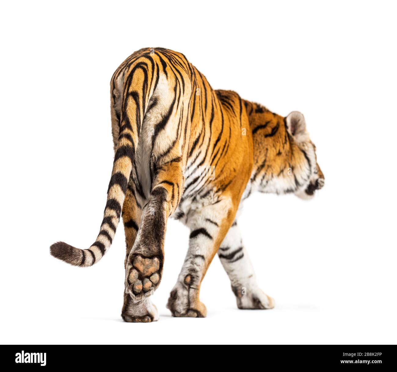 Vue arrière d'un tigre marchant ok aller loin, grand chat, isolé sur blanc Banque D'Images