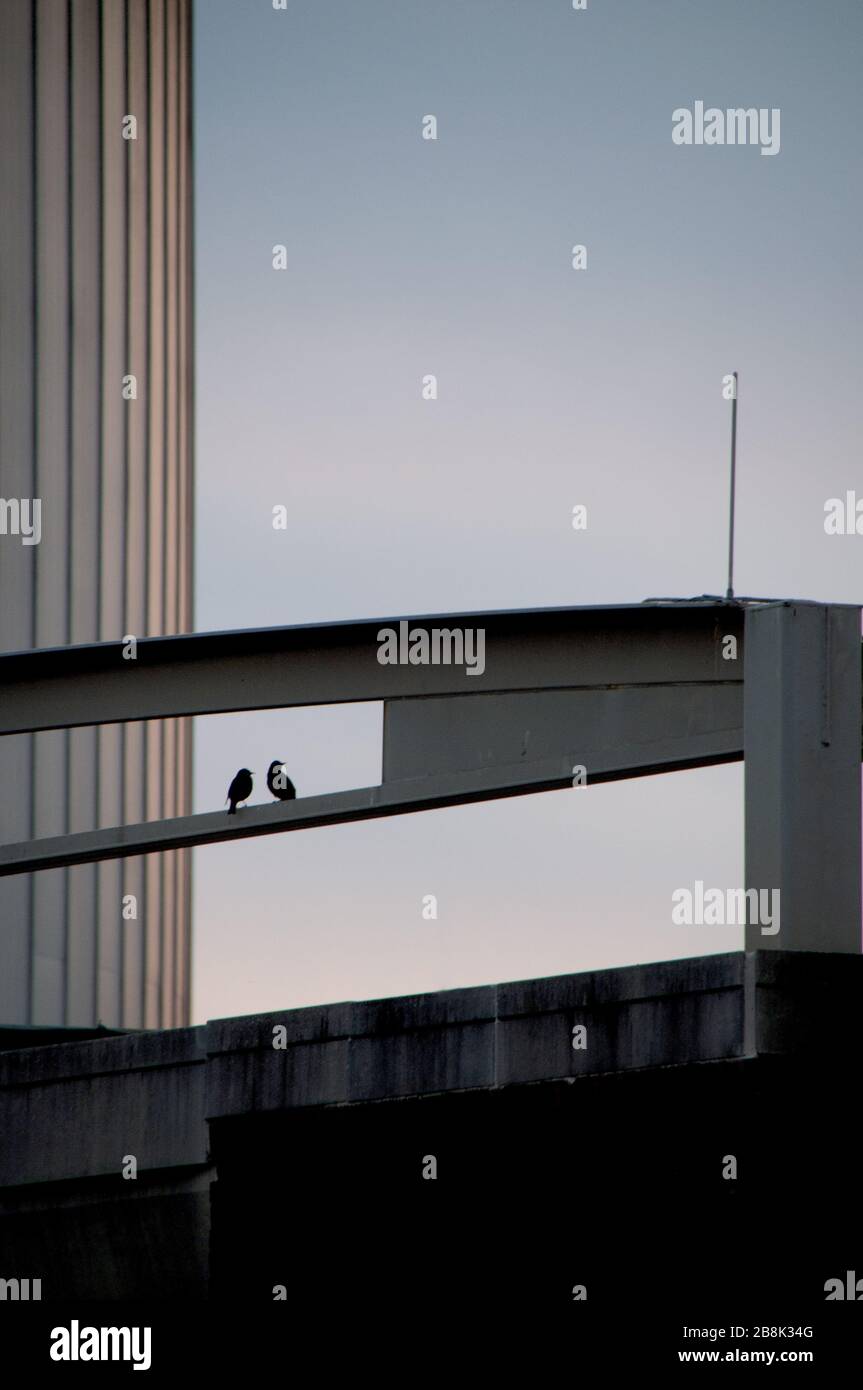 Silhouette d'oiseau sur l'architecture géométrique Banque D'Images