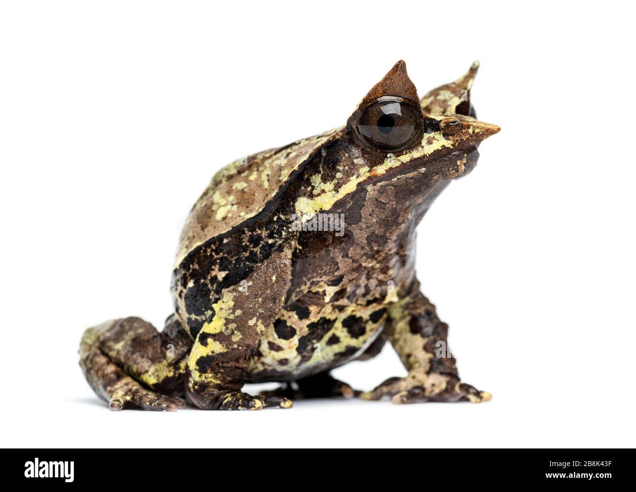 Vue latérale d'une grenouille à bec long, Mesophrys nasuta, isolée Banque D'Images