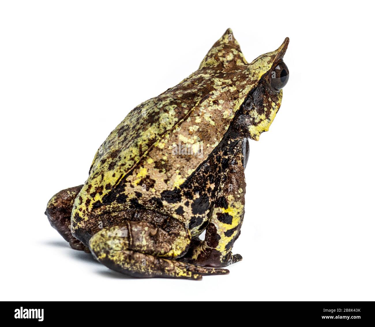 Grenouille à bec long, Mesophrys nasuta, isolée Banque D'Images