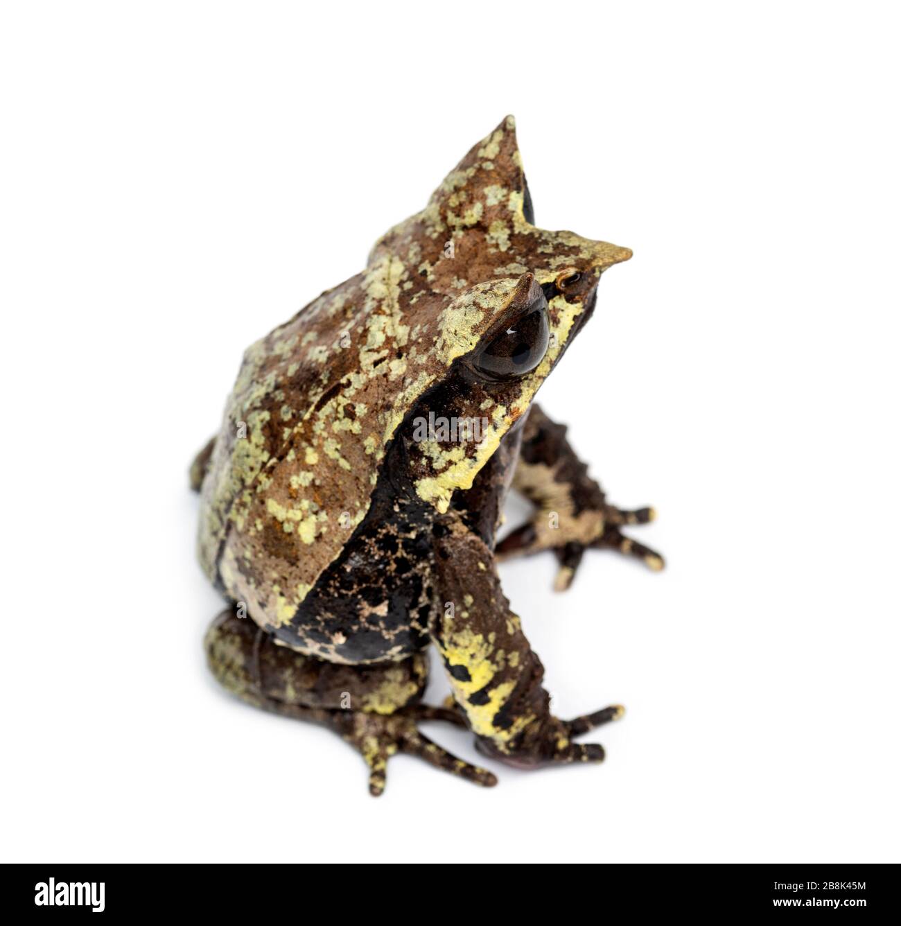Grenouille à bec long, Mesophrys nasuta, isolée Banque D'Images