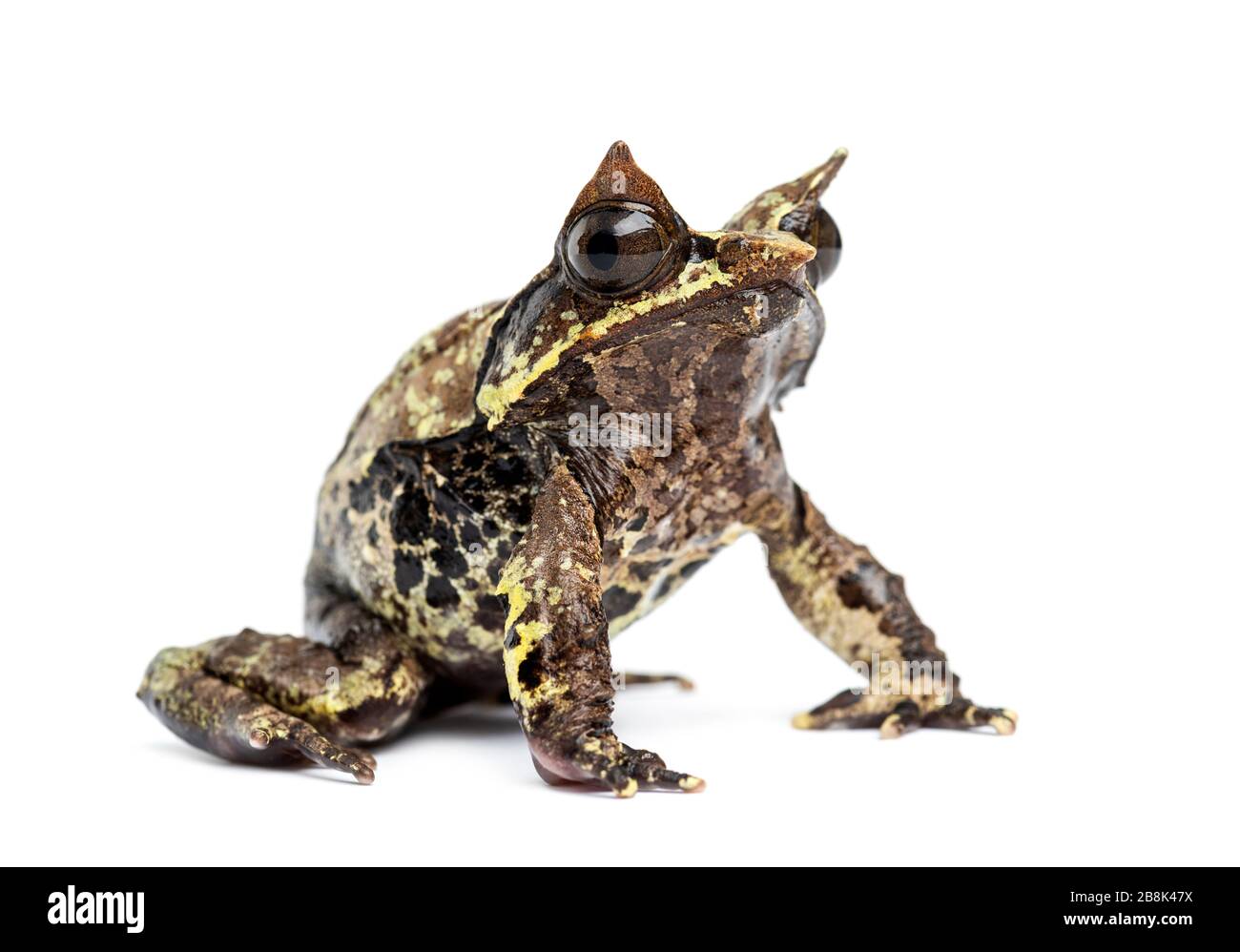 Grenouille à bec long, Mesophrys nasuta, isolée Banque D'Images