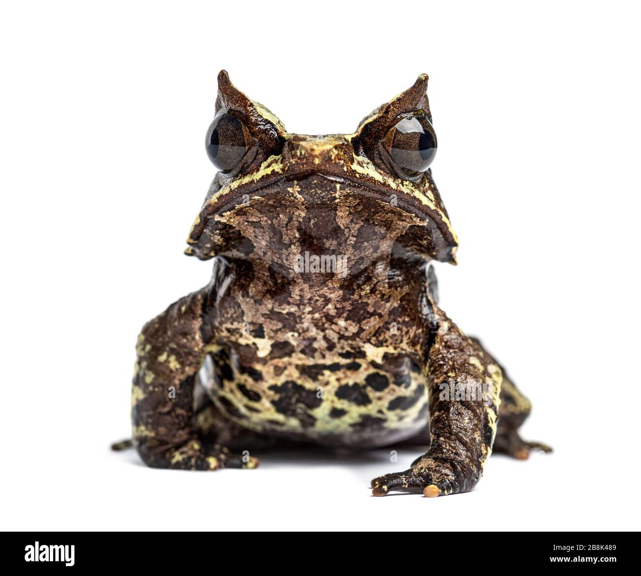 Grenouille à bec long face à la caméra, Mesophrys nasuta, isolée Banque D'Images