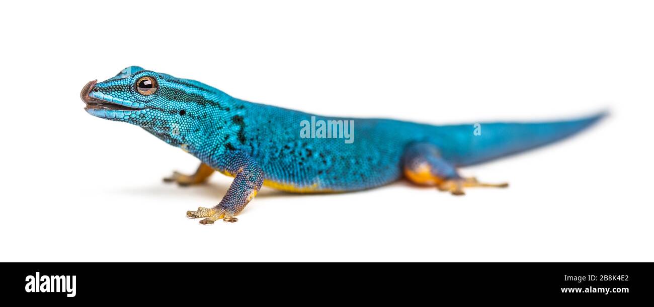 Gecko bleu électrique liant ses lèvres, Lygodactylus williamsi, isolé Banque D'Images