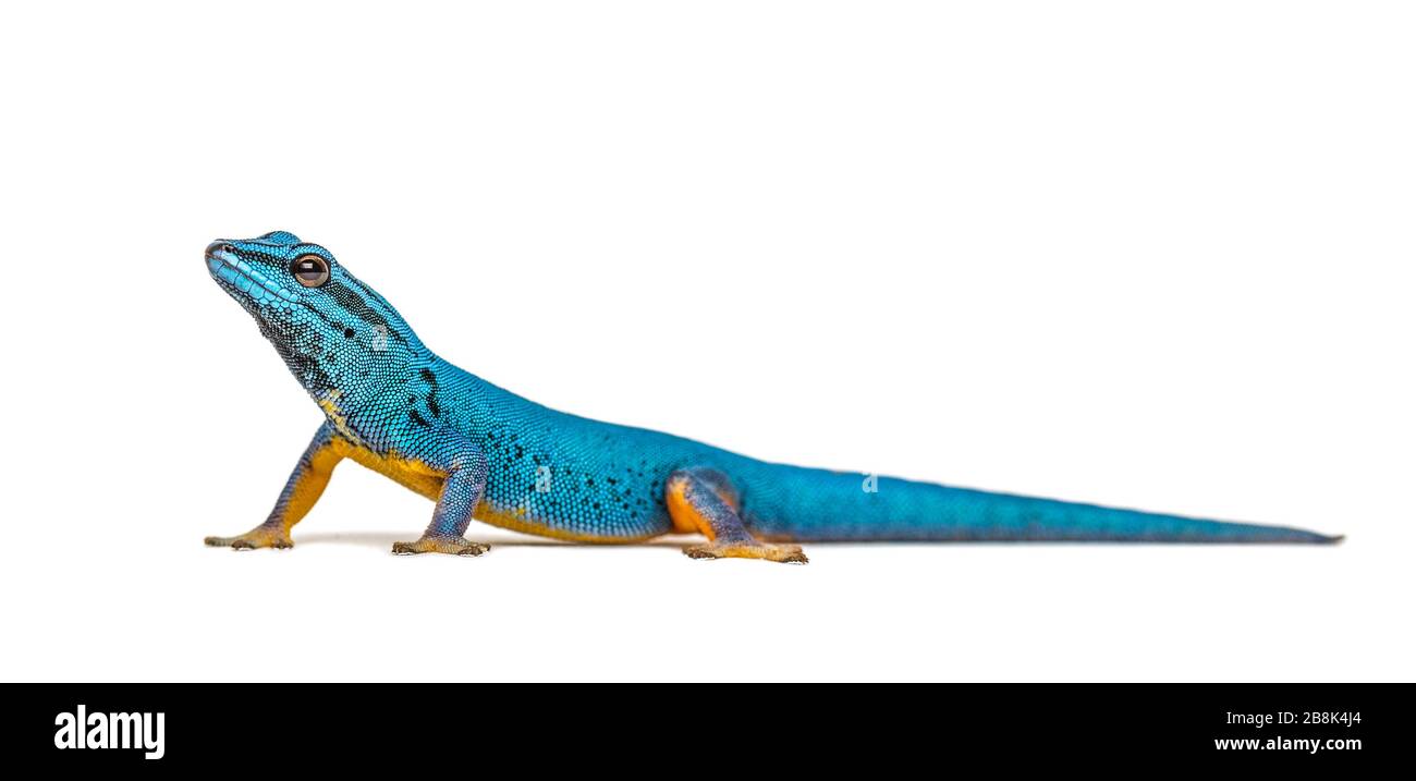 Gecko bleu électrique, Lygodactylus williamsi, isolé Banque D'Images