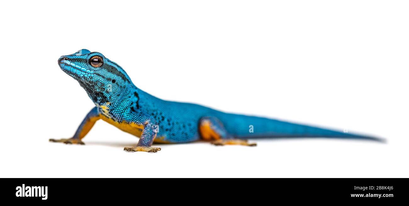 Gecko bleu électrique regardant la caméra, Lygodactylus williamsi, isolé Banque D'Images