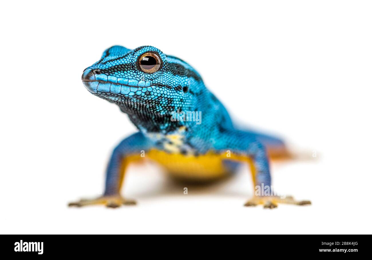 Gecko bleu électrique regardant la caméra, Lygodactylus williamsi, isolé Banque D'Images