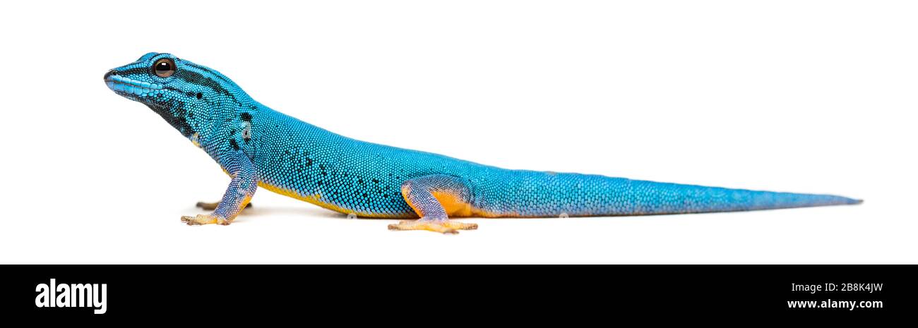Vue latérale d'un gecko bleu électrique, Lygodactylus williamsi, isolé Banque D'Images