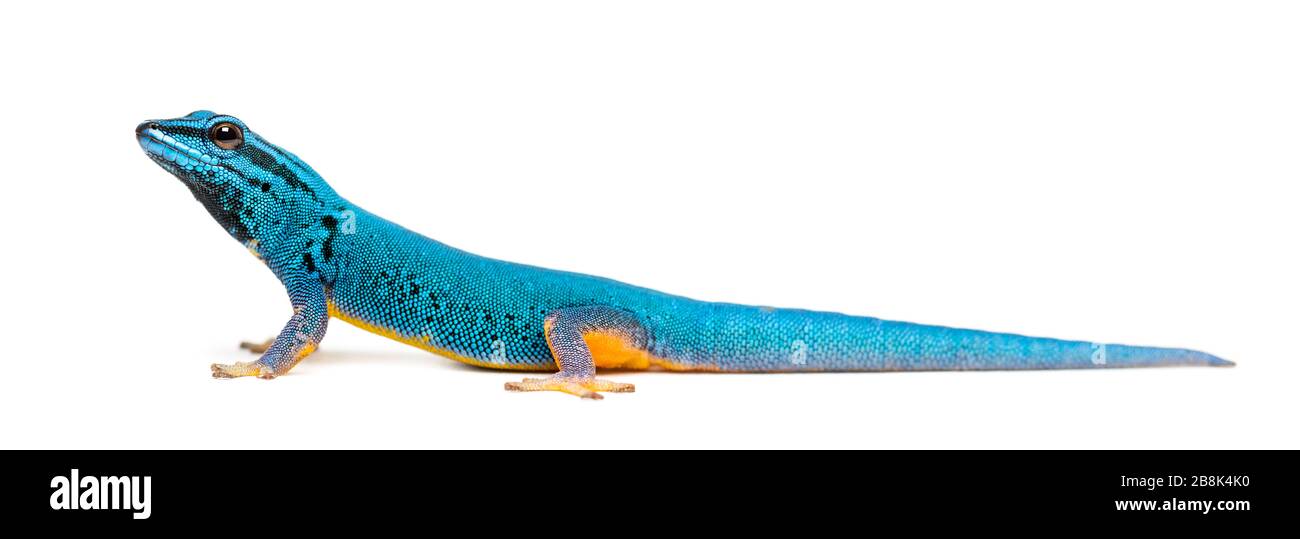 Vue latérale d'un gecko bleu électrique, Lygodactylus williamsi, isolé Banque D'Images