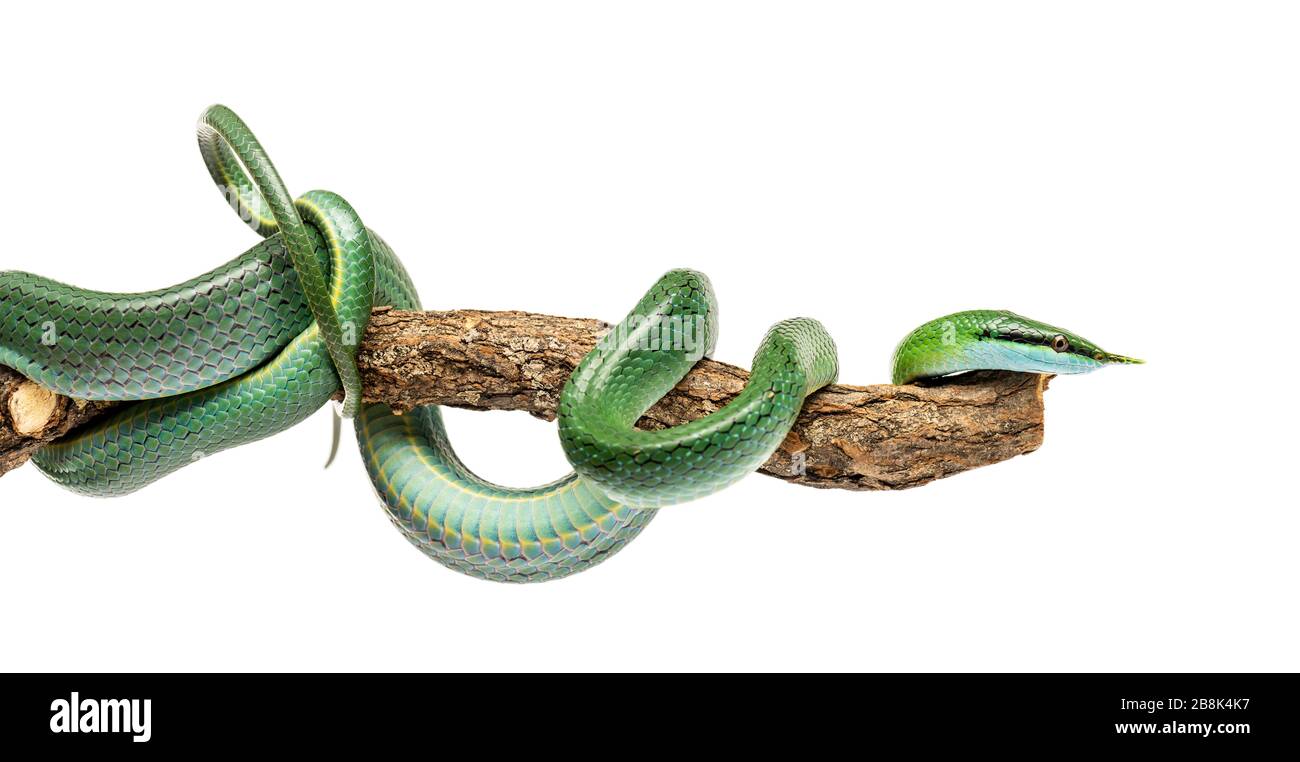 RhynchoHIS boulengeri, un serpent de rat de Rhino sur une branche isolée Banque D'Images