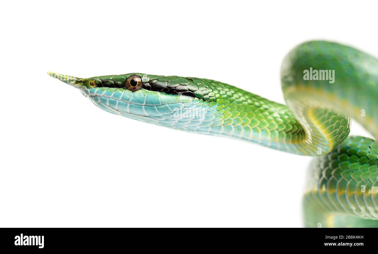 Rhynchochis boulengeri, serpent de rat de Rhino, isolé Banque D'Images