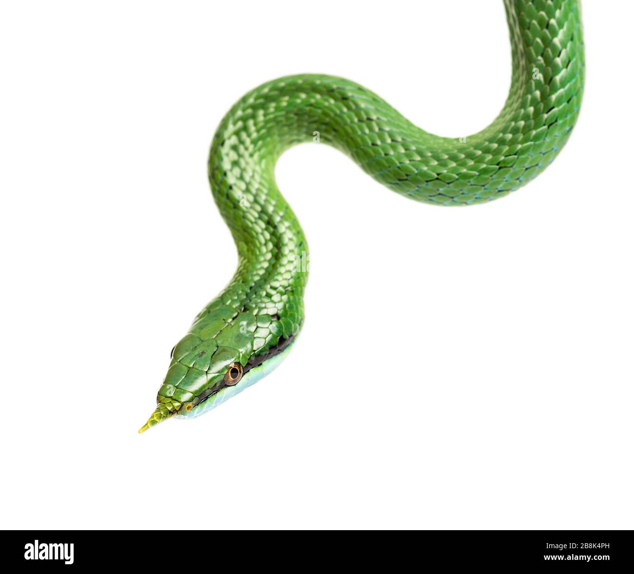 Rhynchochis boulengeri, serpent de rat de Rhino, isolé Banque D'Images