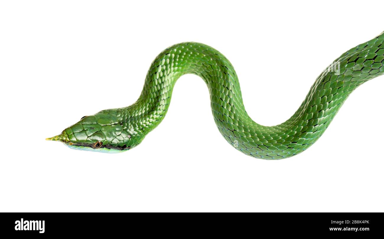 Rhynchochis boulengeri, serpent de rat de Rhino, isolé Banque D'Images