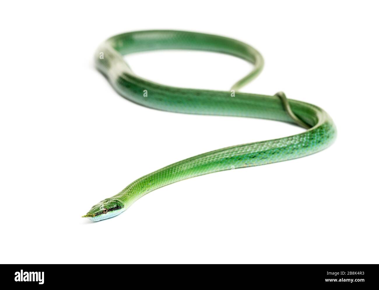 Rhynchochis boulengeri, serpent de rat de Rhino, isolé Banque D'Images