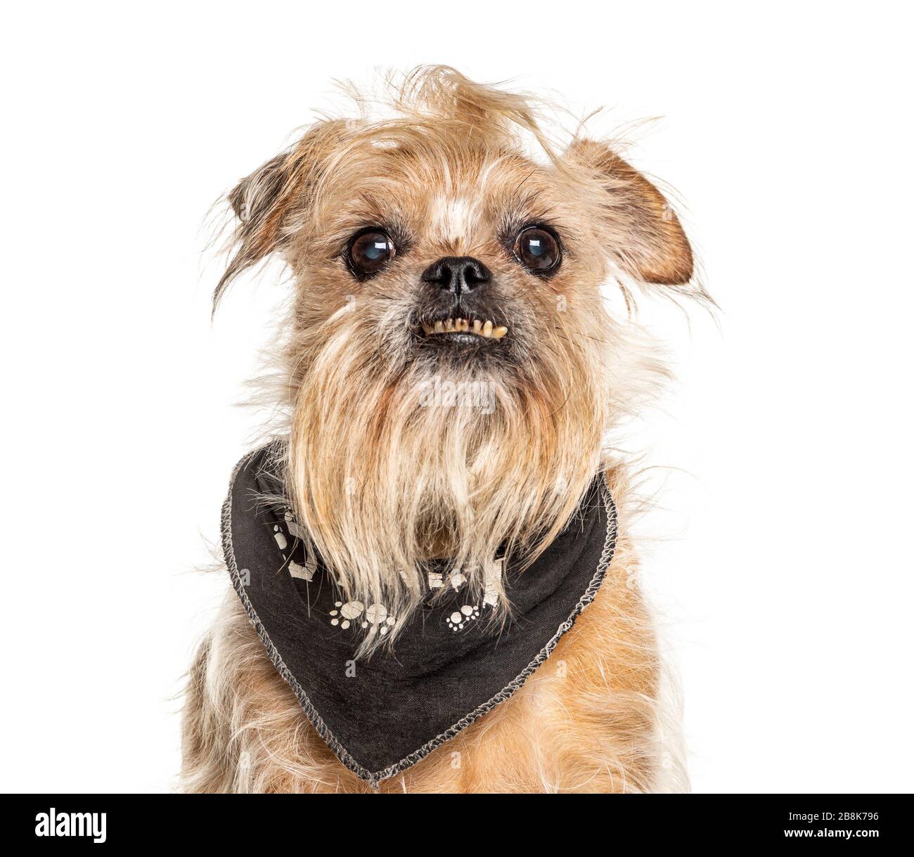 Headshot d'un vieux chien de Griffon Bruxellois, à la dent mauvaise, isolé sur blanc Banque D'Images