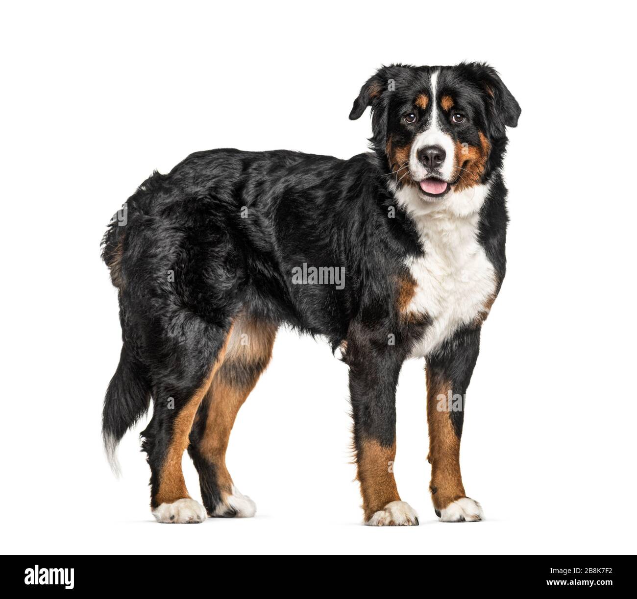 Chien de montagne bernois debout, isolé sur blanc Banque D'Images