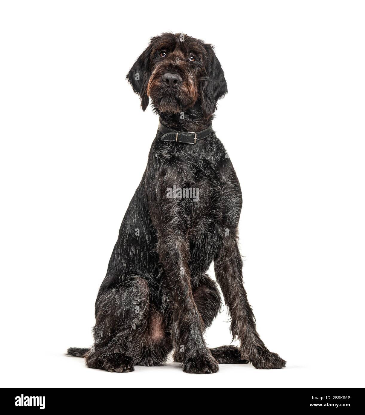 wire haired water dog