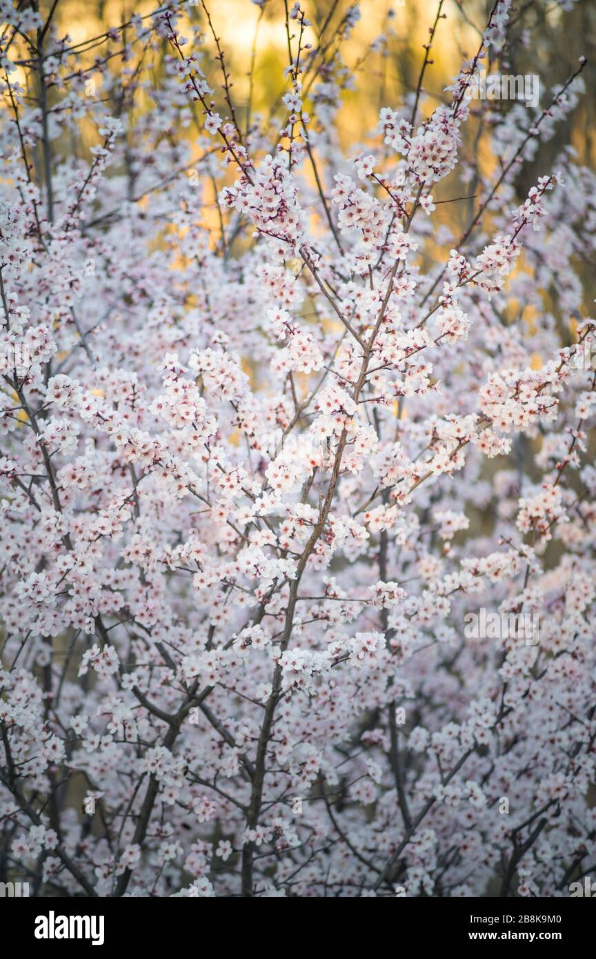 Branches d'une cerise avec beaucoup de fleurs Banque D'Images