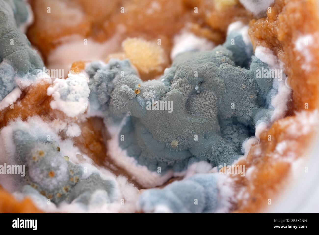 La moisissure dans un pot avec du caviar de courgettes vue d'en haut. La moisissure sur les produits. Les champignons microscopiques qui vivent sur les denrées alimentaires Banque D'Images