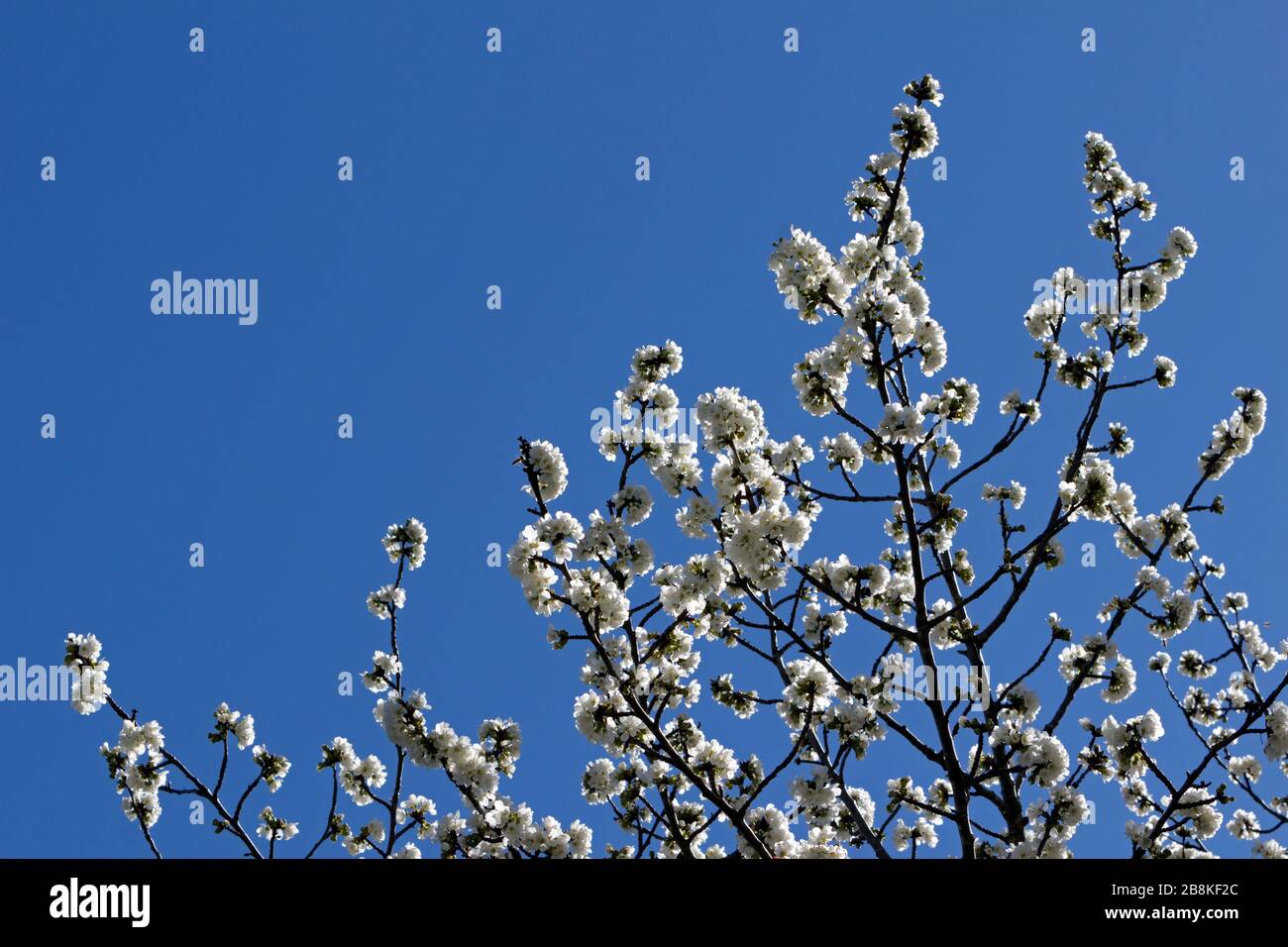 Cerisiers en fleurs au printemps, Occitanie France Banque D'Images