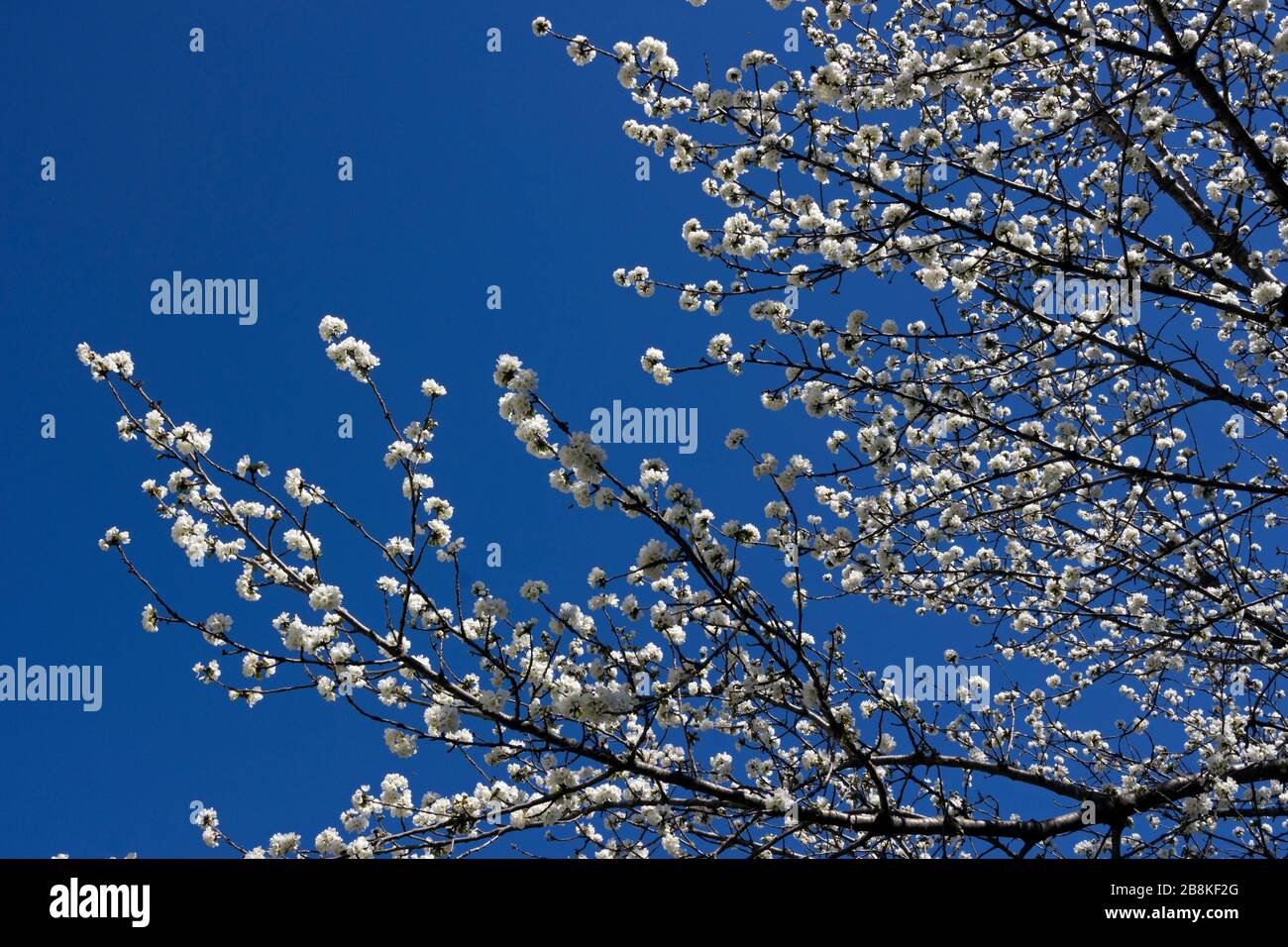 Cerisiers en fleurs au printemps, Occitanie France Banque D'Images