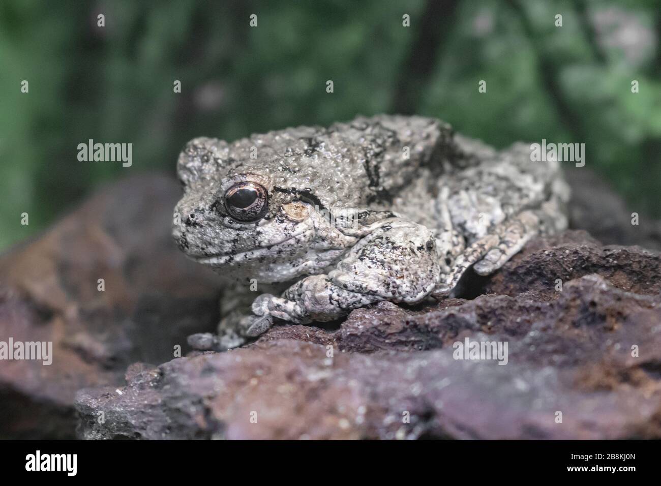 Gros plan sur la grenouille grise qui se tient sur la roche Banque D'Images