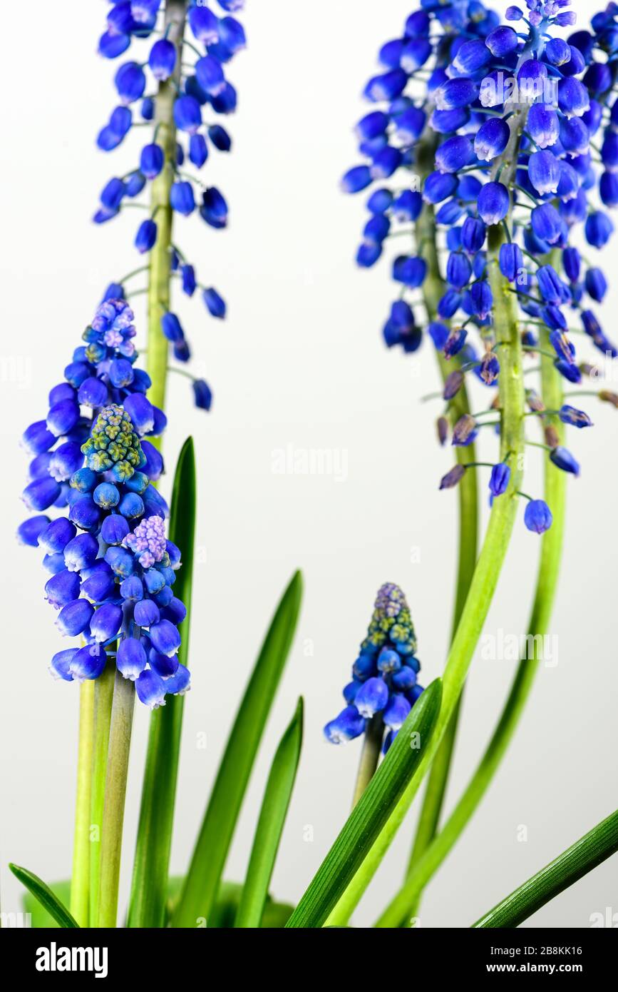 Grappe de fleurs Muscari avec des bourgeons en forme de cloche sur fond blanc Banque D'Images