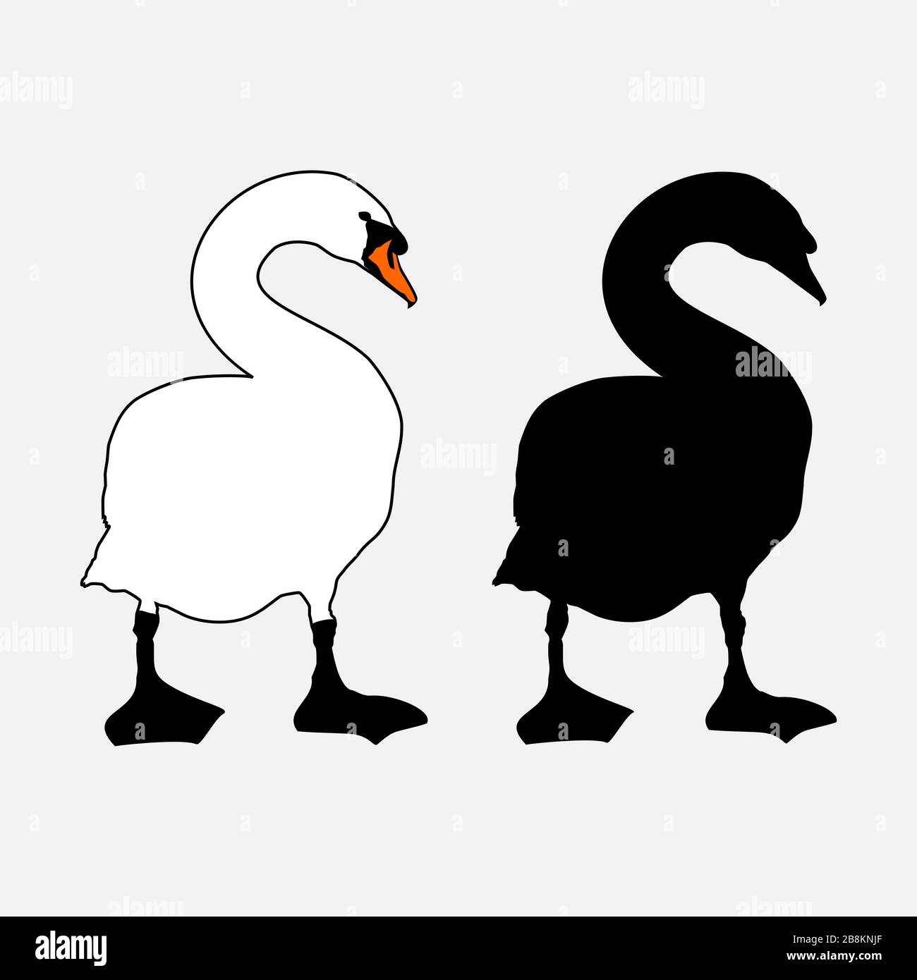 Blanc Silence Swan contour et silhouette en noir, côte à côte. Dessiner après de vrais cygnes marchant sur la rive. Illustration de Vecteur