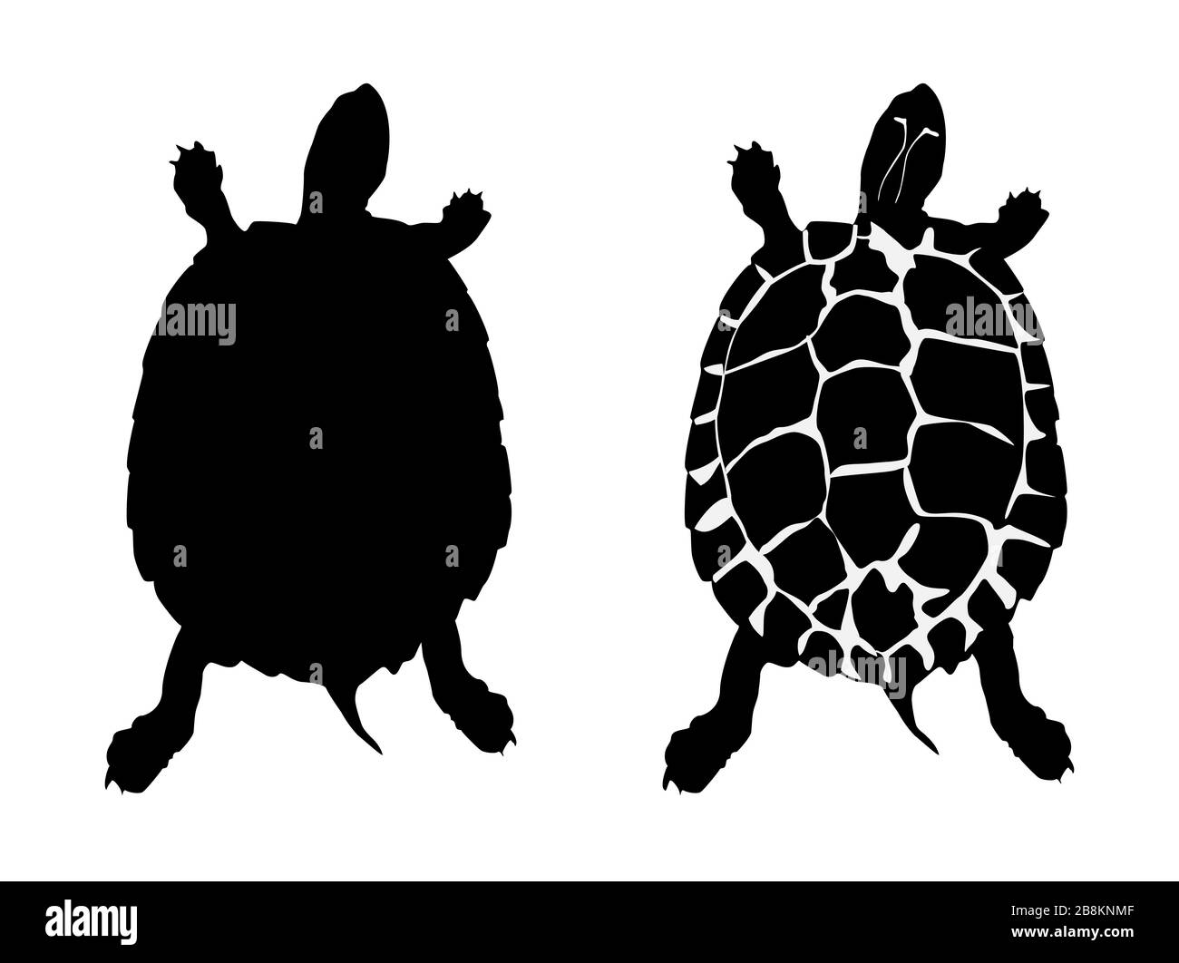 Silhouette noire de tortue d'étang européenne (aussi tortue d'étang européenne), isolée sur fond blanc. Illustration de Vecteur