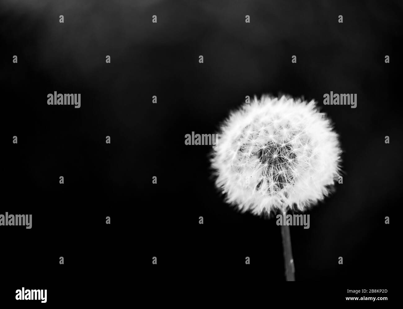 Le dandelion, le portait et le format paysage s'isolent avec un arrière-plan flou et une seule fleur au premier plan en noir et blanc Banque D'Images