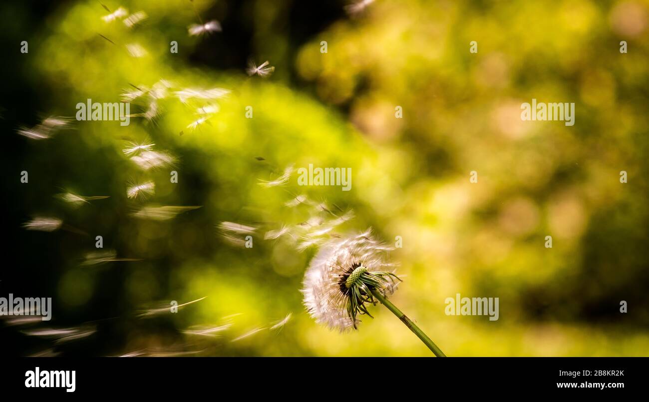 Dandelion, portait et format paysage isolé de là arrière-plan flou et une seule fleur au premier plan Banque D'Images