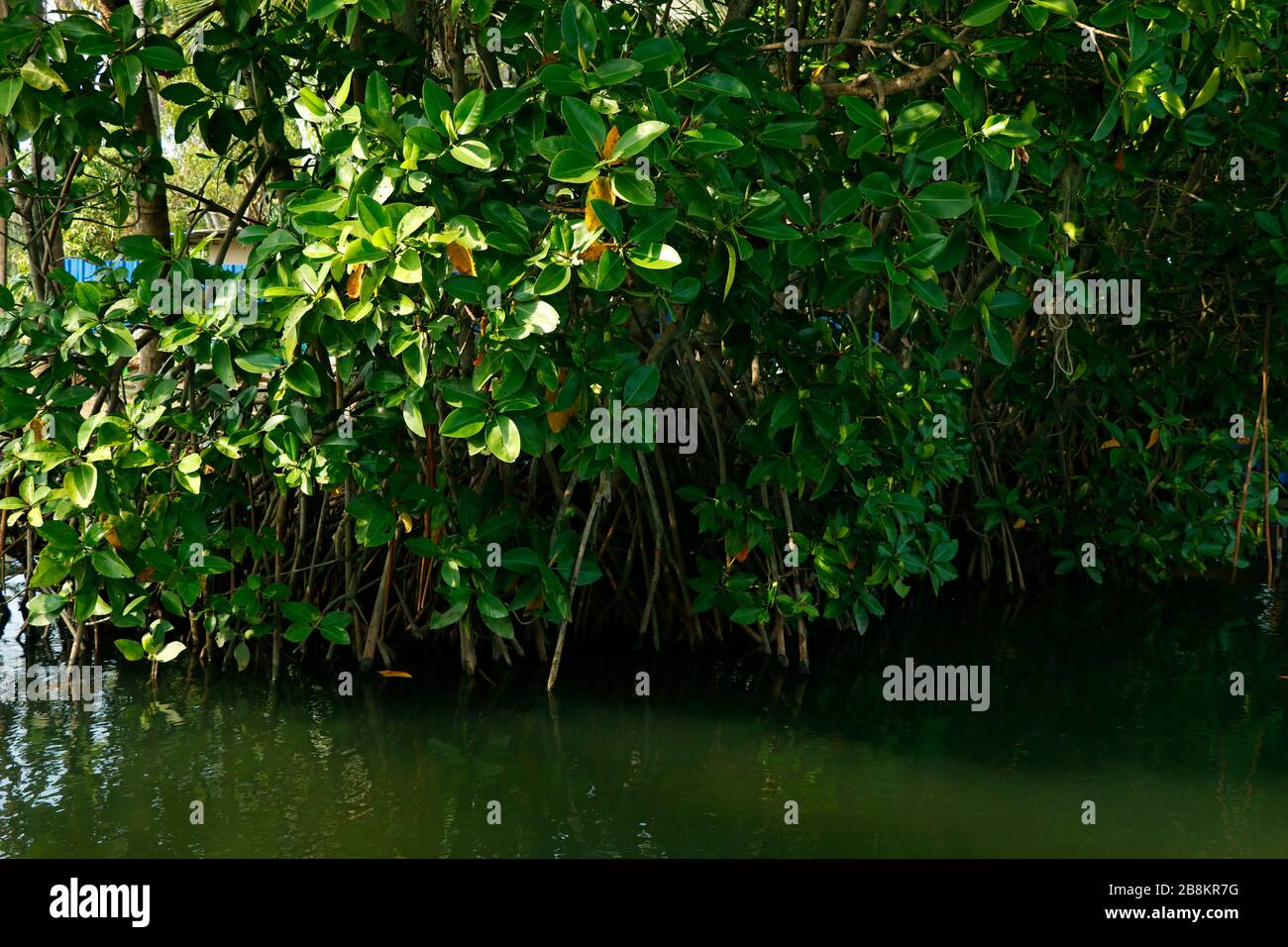 Une rangée de mangroves dans l'eau de lagon au soleil de l'été dans un climat tropical Banque D'Images