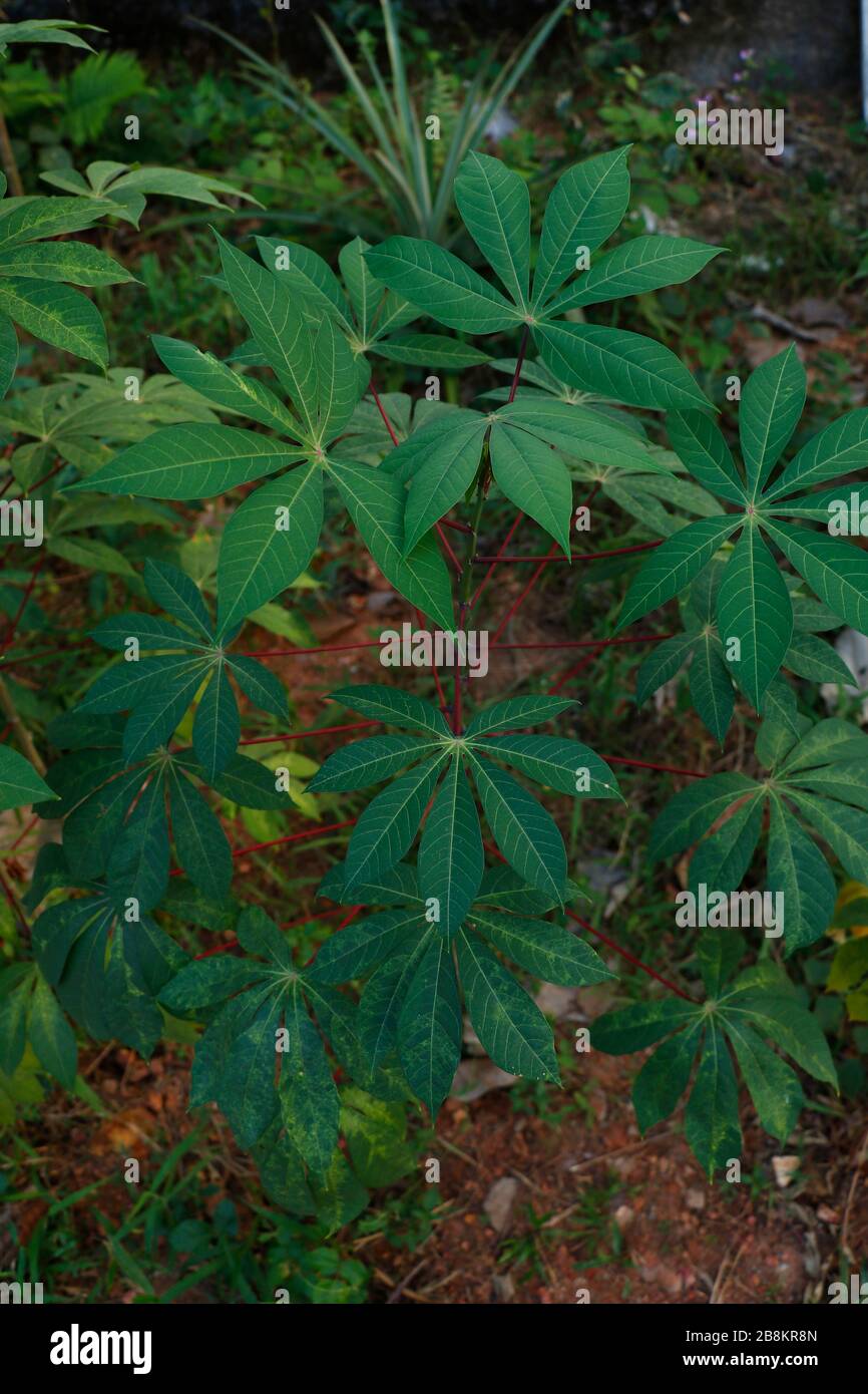 Tapioca plantes ou feuilles de Cassava qui poussent dans une ferme Banque D'Images