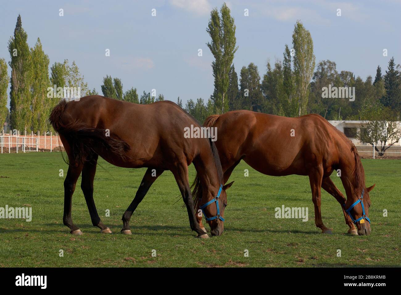 Broutage des chevaux bruns sur le champ vert, chevaux dans un champ vert Banque D'Images