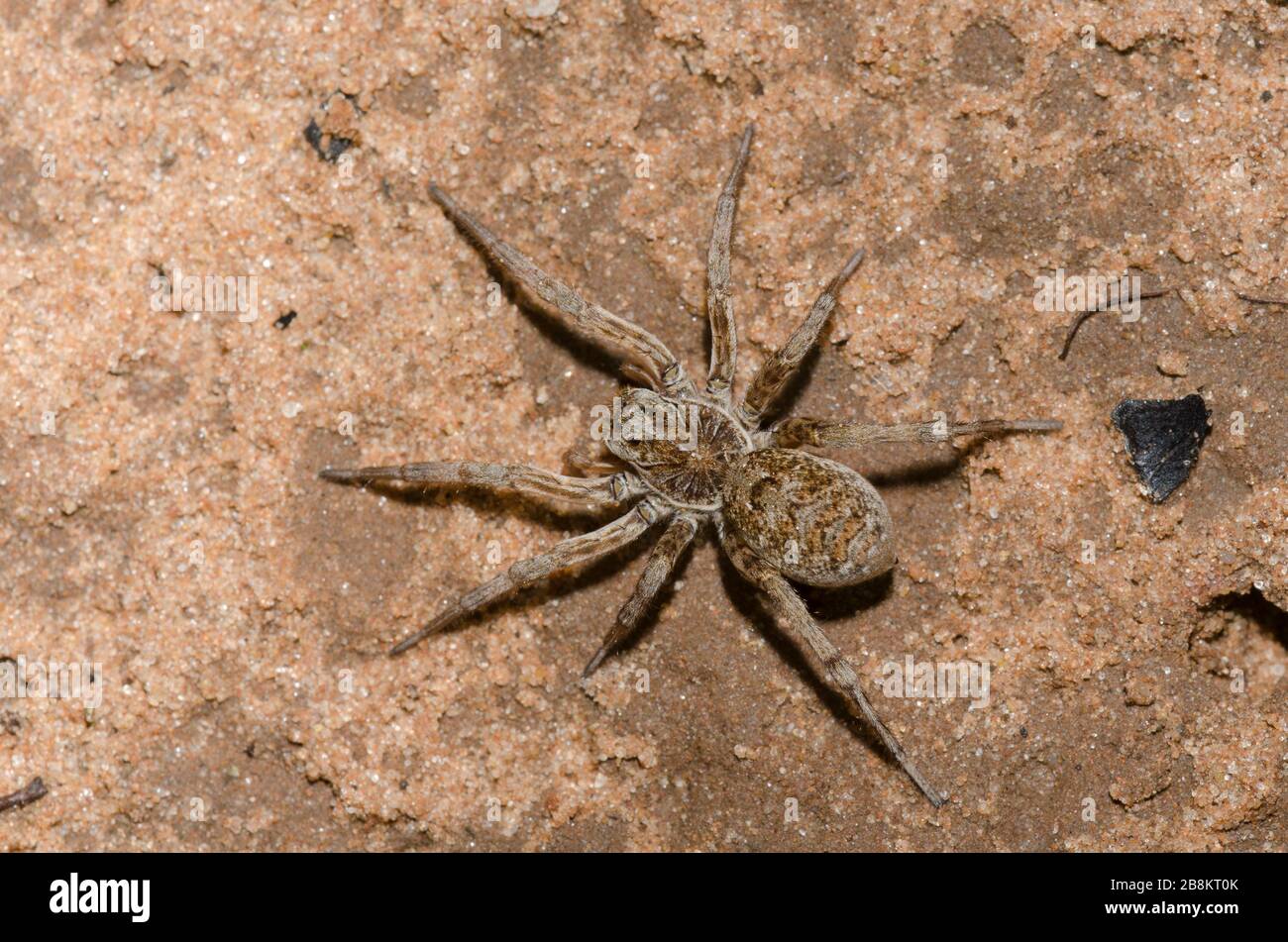 Wolf Spider, Hogna baltimoriana, femme Banque D'Images