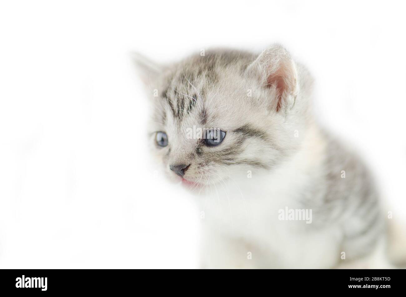 Portrait de cinq semaines de chaton. Petits chatons drôles mignons Banque D'Images