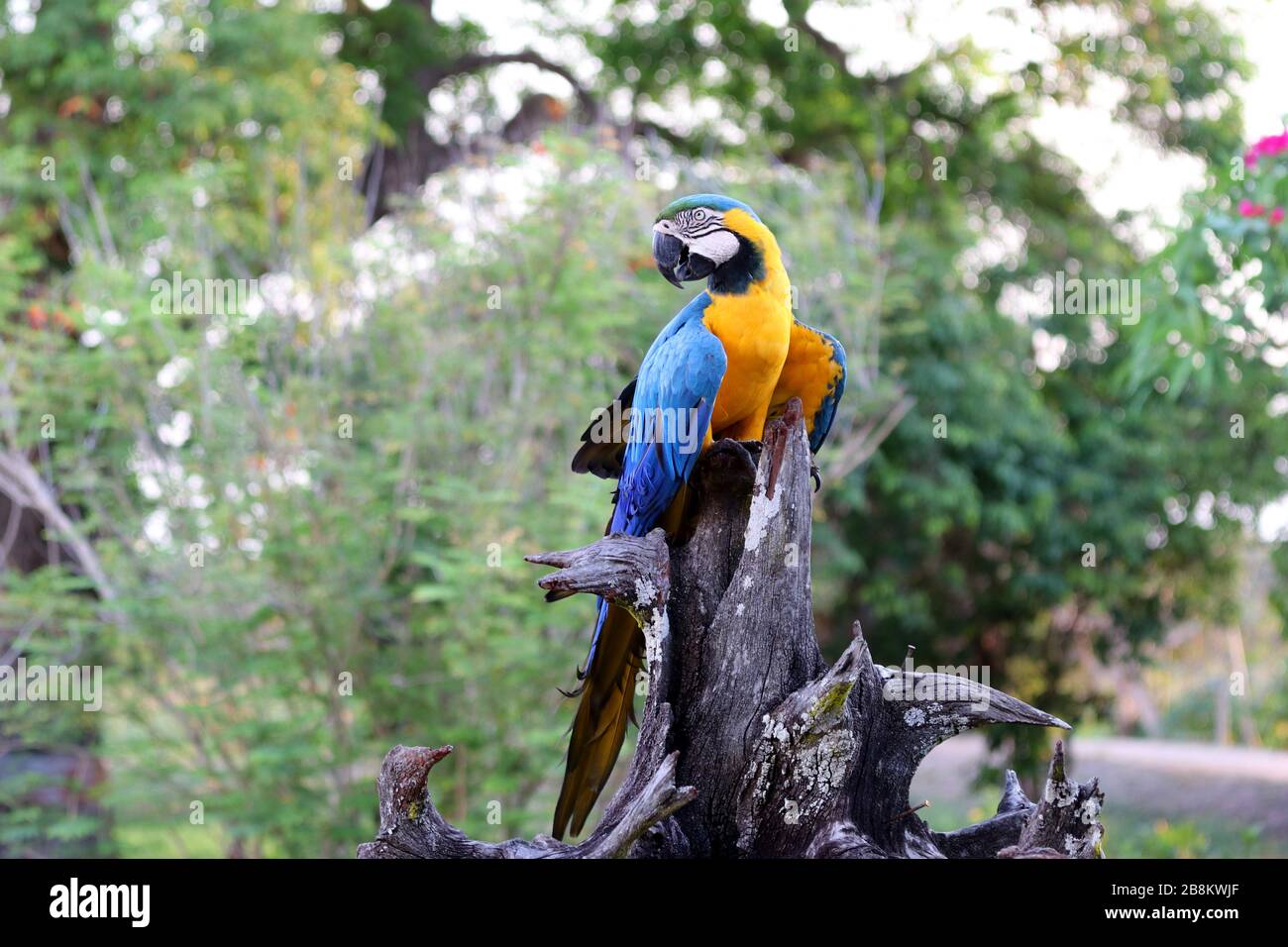 Macaw bleu et jaune (Ara ararauna) - Pantanal, Mato Grosso, Brésil Banque D'Images