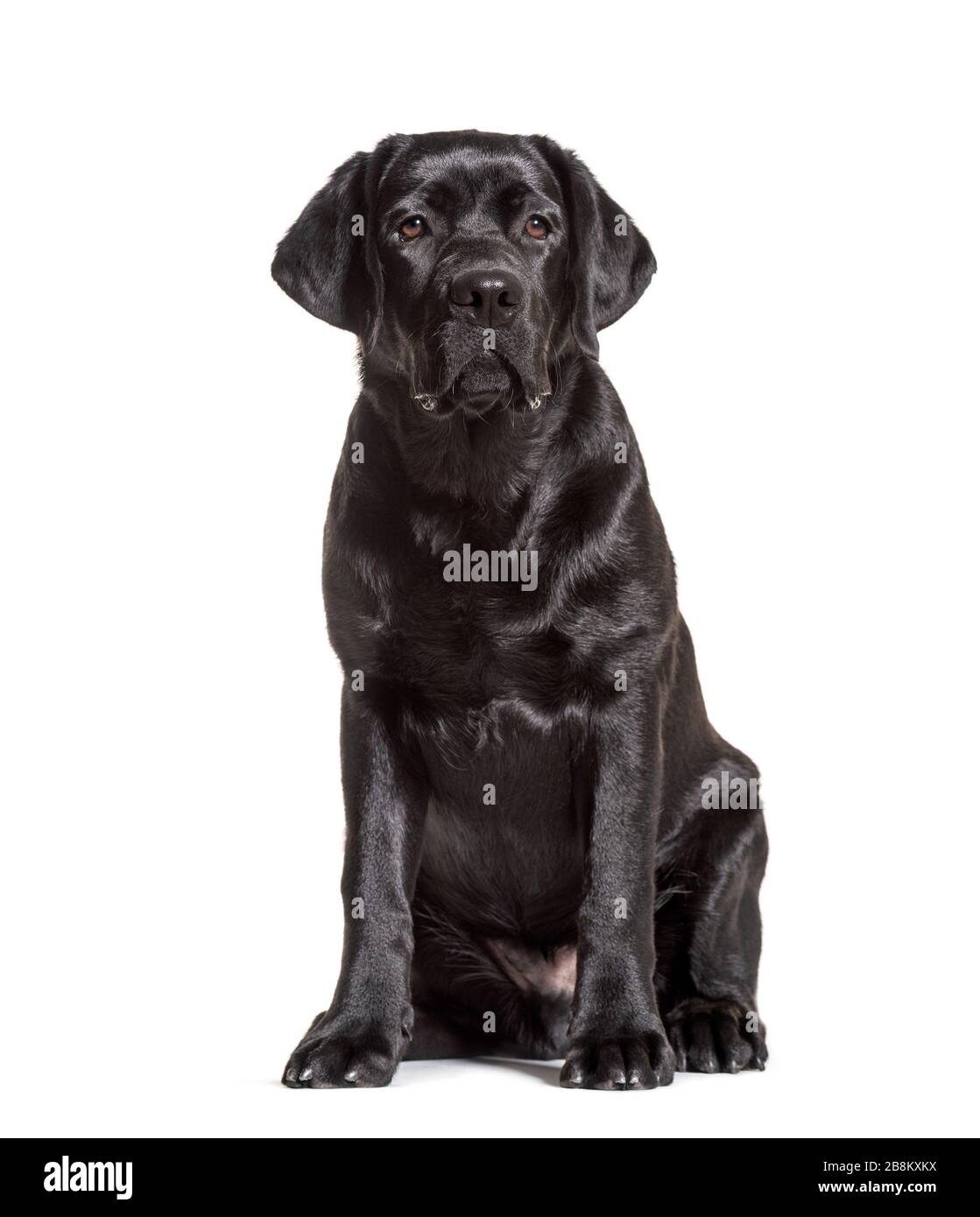 Labrador noir, assis à nouveau, isolé sur blanc Banque D'Images Labrador noir, assis à nouveau, isolé sur blanc Banque D'Images