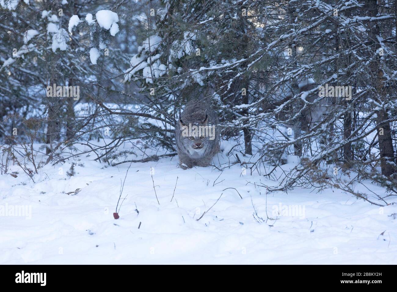Le Lynx roux dans la neige Banque D'Images