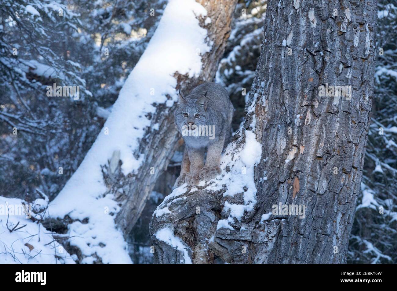 Le Lynx roux dans la neige Banque D'Images