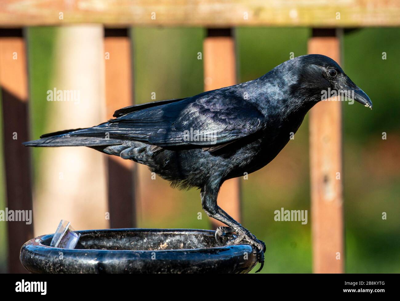 Big Black bird Banque D'Images