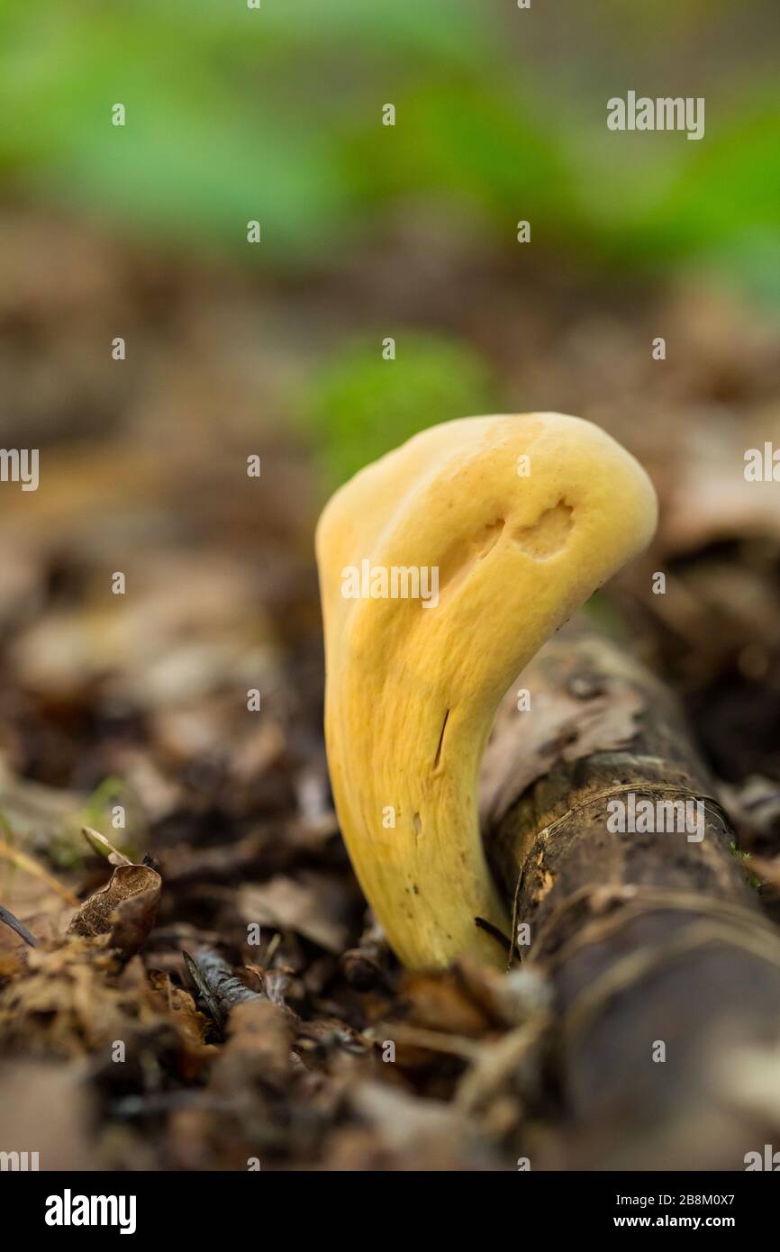 Champignon de club géant Banque D'Images